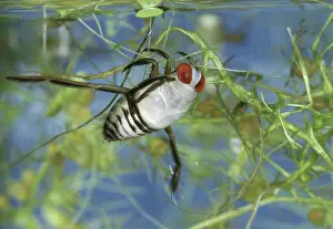 Hemipteran: Red-Eyed Backswimmer