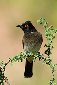 Bulbul: Red-eyed Bulbul