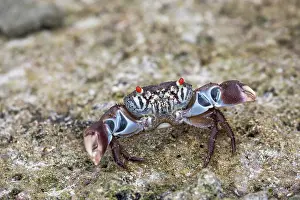 Pinchers: Red Eyed Crab - Maldives