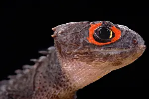 Skink: red-eyed crocodile skink (Tribolonotus gracilis)