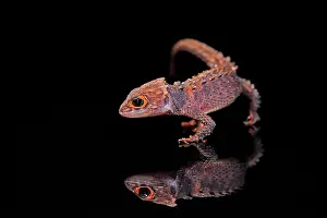 Eyed: Red-eyed crocodile skink (Tribolonotus gracilis)