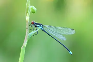 Damselflies: Red Eyed Damselfly - male resting on vegetation - July