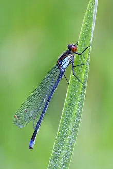 Damselflies: Red Eyed Damselfly - male resting on Yellow Flag