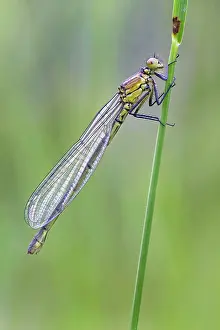Damselflies: Red Eyed Damselfly - newly emerged and still in