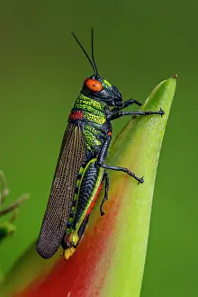 Grasshoppers: Red-eyed Grasshopper, on Heliconia flower, Rio Claro