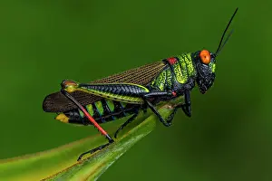 Grasshoppers: Red-eyed Grasshopper, on Heliconia flower, Rio Claro