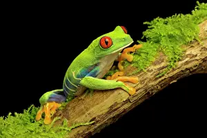 Red-eyed Green Tree Frog on a mossy stick