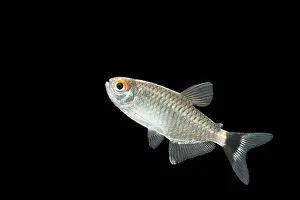 Tetra: Red-eyed Tetra Fish