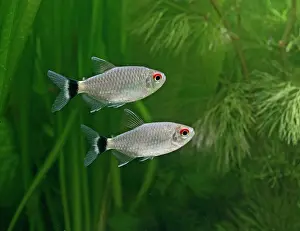 Tetra: Red-eyed tetra / Yellow-banded moenkhausia - side