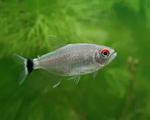 Tetra: Red-eyed tetra / Yellow-banded moenkhausia - side