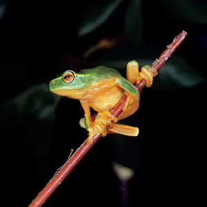 Gracilenta: Red-eyed Tree Frog