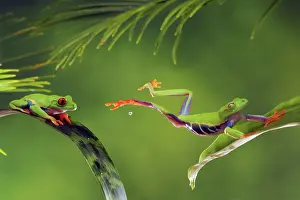 Composite: Red-Eyed Tree Frog