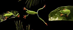 Composite: Red-Eyed Tree Frog