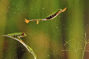 Composite: Red-Eyed Tree Frog