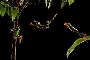 Composite: Red-Eyed Tree Frog
