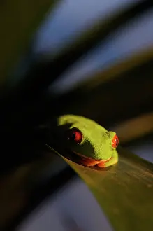 Waking: Red eyed tree frog