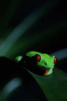 Awake: Red eyed tree frog