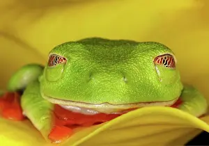 Membrane: Red-eyed Tree Frog