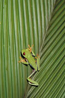 Saltator: Red eyed tree frog