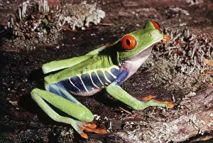 Redeyed: Red-eyed Tree Frog