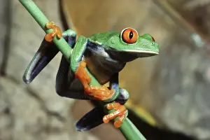 Redeyed: Red-eyed Tree Frog