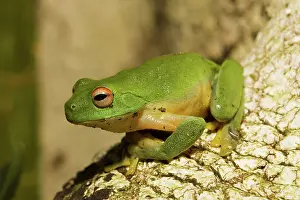 Chloris: Red-eyed Tree Frog