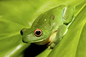 Chloris: Red-eyed Tree Frog