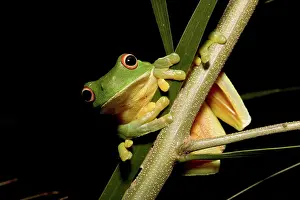 Chloris: Red-eyed Tree Frog