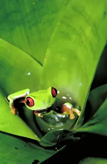Treefrogs: Red eyed tree frog