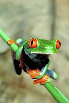 Treefrogs: Red eyed tree frog
