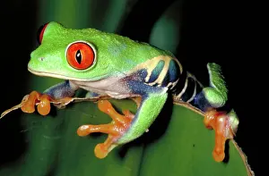 Treefrogs: Red eyed tree frog
