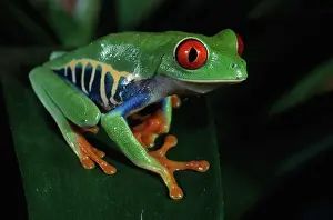 Treefrogs: Red-Eyed Tree Frog