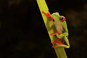 Brightly: Red-eyed Tree Frog