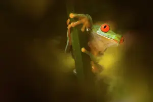 Callidryas: Red-eyed Tree Frog