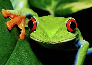Callidryas: Red-eyed Tree Frog
