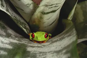 Callidryas: Red-Eyed Tree Frog
