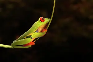 Capture: Red-eyed Tree Frog