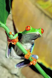Treefrogs: Red eyed tree frog