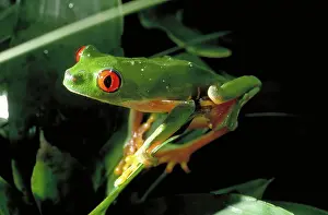 Treefrog: Red eyed tree frog