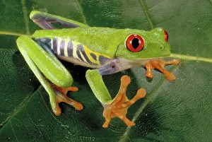Treefrog: Red eyed tree frog