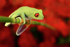 Callidryas: Red-eyed Tree Frog