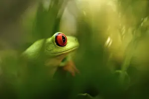 Callidryas: Red-eyed Tree Frog