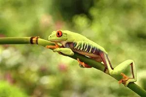 Callidryas: Red-eyed Tree Frog