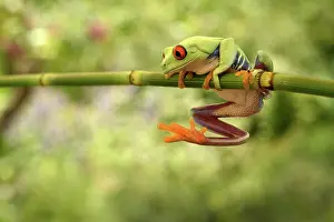 Callidryas: Red-eyed Tree Frog