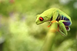 Callidryas: Red-eyed Tree Frog