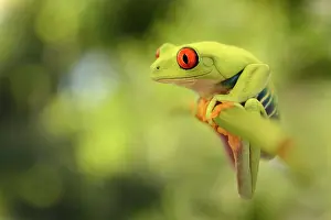 Callidryas: Red-eyed Tree Frog