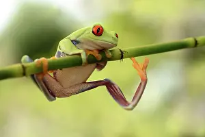 Callidryas: Red-eyed Tree Frog