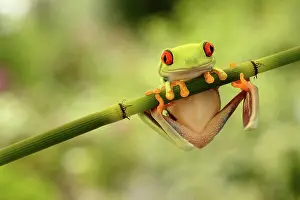 Callidryas: Red-eyed Tree Frog