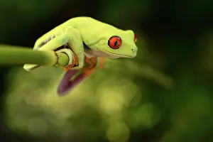 Callidryas: Red-eyed Tree Frog