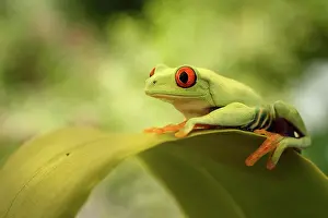 Callidryas: Red-eyed Tree Frog